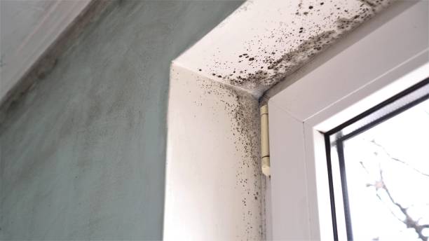 Best Real Estate Mold Inspection  in USA